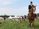 Image 8 in ROYAL NORFOLK SHOW  2015.  THE HOUNDS