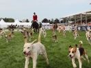 Image 9 in ROYAL NORFOLK SHOW  2015.  THE HOUNDS