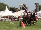 Image 10 in SCURRY DRIVING. ROYAL NORFOLK SHOW  2015