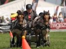 Image 15 in SCURRY DRIVING. ROYAL NORFOLK SHOW  2015