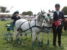 Image 22 in SCURRY DRIVING. ROYAL NORFOLK SHOW  2015