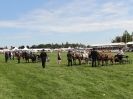 Image 23 in SCURRY DRIVING. ROYAL NORFOLK SHOW  2015