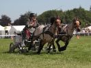 Image 5 in SCURRY DRIVING. ROYAL NORFOLK SHOW  2015