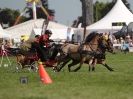 Image 9 in SCURRY DRIVING. ROYAL NORFOLK SHOW  2015