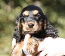 BESS THE COCKER SPANIEL PUP.