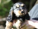 Image 2 in BESS THE COCKER SPANIEL PUP.