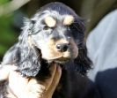 Image 3 in BESS THE COCKER SPANIEL PUP.