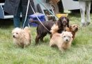 Image 14 in ISLEHAM 2ND MAR 2013. PEOPLE, DOGS AND HORSES.