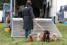 Image 17 in ISLEHAM 2ND MAR 2013. PEOPLE, DOGS AND HORSES.