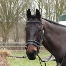 Image 3 in ISLEHAM 2ND MAR 2013. PEOPLE, DOGS AND HORSES.