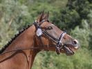 Image 114 in SATURDAY DRESSAGE AT BROADS EC  18 JULY 2015.