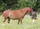 Image 153 in WAVENEY HARRIERS PONY CLUB SHOW. 3 AUG 2015