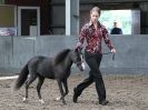 EASTERN COUNTIES MINIATURES  OVERA FARM STUD  8 AUG. 2015