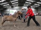 Image 166 in EASTERN COUNTIES MINIATURES  OVERA FARM STUD  8 AUG. 2015