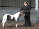 Image 57 in EASTERN COUNTIES MINIATURES  OVERA FARM STUD  8 AUG. 2015