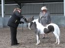 Image 61 in EASTERN COUNTIES MINIATURES  OVERA FARM STUD  8 AUG. 2015