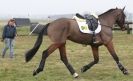 Image 2 in ISLEHAM INTERNATIONAL HORSE TRIALS DAY 2.  MARCH 2013.