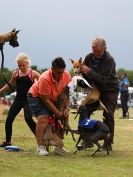 Image 37 in WHIPPET CLUB RACING ASSN. 3RD CHAMPIONSHIPS 2015