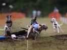 Image 43 in WHIPPET CLUB RACING ASSN. 3RD CHAMPIONSHIPS 2015