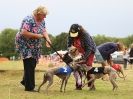 Image 48 in WHIPPET CLUB RACING ASSN. 3RD CHAMPIONSHIPS 2015