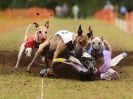 Image 51 in WHIPPET CLUB RACING ASSN. 3RD CHAMPIONSHIPS 2015