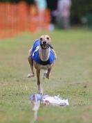 Image 80 in WHIPPET CLUB RACING ASSN. 3RD CHAMPIONSHIPS  2015