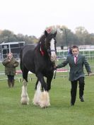 Image 18 in EAST ANGLIA EQUINE FAIR  2015.