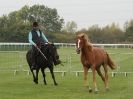 Image 51 in EAST ANGLIA EQUINE FAIR 2015.