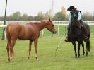 Image 52 in EAST ANGLIA EQUINE FAIR 2015.