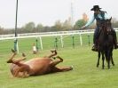 Image 53 in EAST ANGLIA EQUINE FAIR 2015.