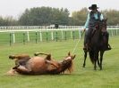 Image 55 in EAST ANGLIA EQUINE FAIR 2015.