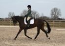 Image 100 in DRESSAGE. ICENI  SPORT  HORSES  AT  MARTHAM