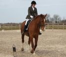 Image 101 in DRESSAGE. ICENI  SPORT  HORSES  AT  MARTHAM