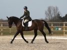 Image 106 in DRESSAGE. ICENI  SPORT  HORSES  AT  MARTHAM