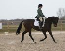 Image 108 in DRESSAGE. ICENI SPORT HORSES AT MARTHAM