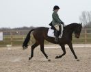 Image 108 in DRESSAGE. ICENI  SPORT  HORSES  AT  MARTHAM