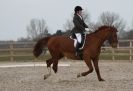 Image 109 in DRESSAGE. ICENI  SPORT  HORSES  AT  MARTHAM