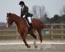 Image 110 in DRESSAGE. ICENI  SPORT  HORSES  AT  MARTHAM