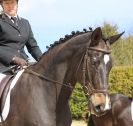 Image 112 in DRESSAGE. ICENI  SPORT  HORSES  AT  MARTHAM