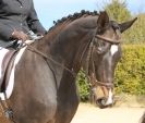 Image 113 in DRESSAGE. ICENI SPORT HORSES AT MARTHAM