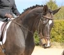 Image 113 in DRESSAGE. ICENI  SPORT  HORSES  AT  MARTHAM