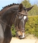 Image 114 in DRESSAGE. ICENI SPORT HORSES AT MARTHAM