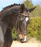 Image 114 in DRESSAGE. ICENI  SPORT  HORSES  AT  MARTHAM