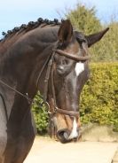 Image 115 in DRESSAGE. ICENI  SPORT  HORSES  AT  MARTHAM