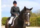 Image 117 in DRESSAGE. ICENI  SPORT  HORSES  AT  MARTHAM