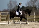 Image 12 in DRESSAGE. ICENI SPORT HORSES AT MARTHAM