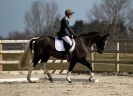 Image 12 in DRESSAGE. ICENI  SPORT  HORSES  AT  MARTHAM