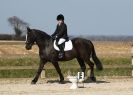 Image 15 in DRESSAGE. ICENI  SPORT  HORSES  AT  MARTHAM