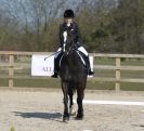 Image 16 in DRESSAGE. ICENI  SPORT  HORSES  AT  MARTHAM