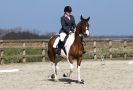 Image 17 in DRESSAGE. ICENI  SPORT  HORSES  AT  MARTHAM